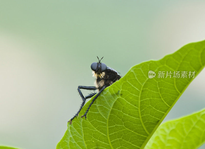 昆虫看着你