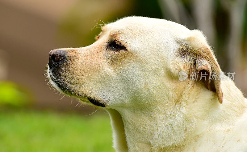 拉布拉多寻回犬