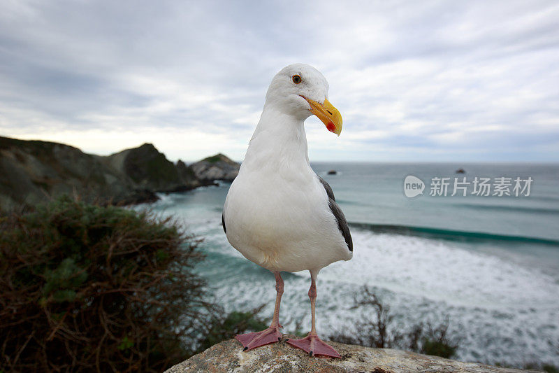 加州海岸海鸥