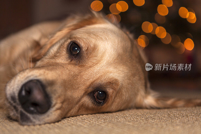 金毛猎犬在做梦