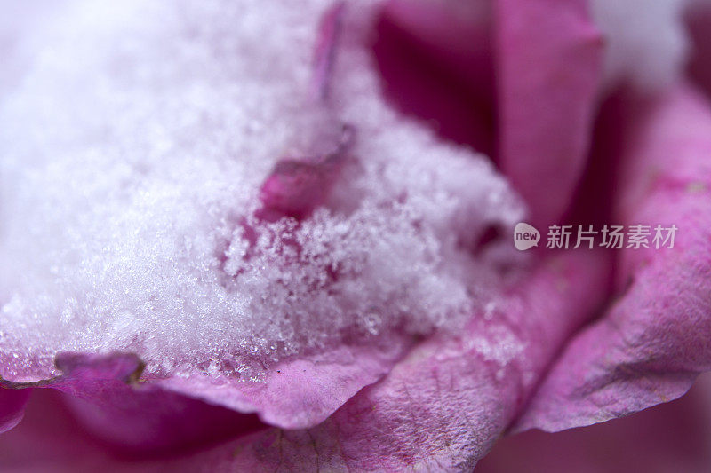 冰中的粉红玫瑰绽放