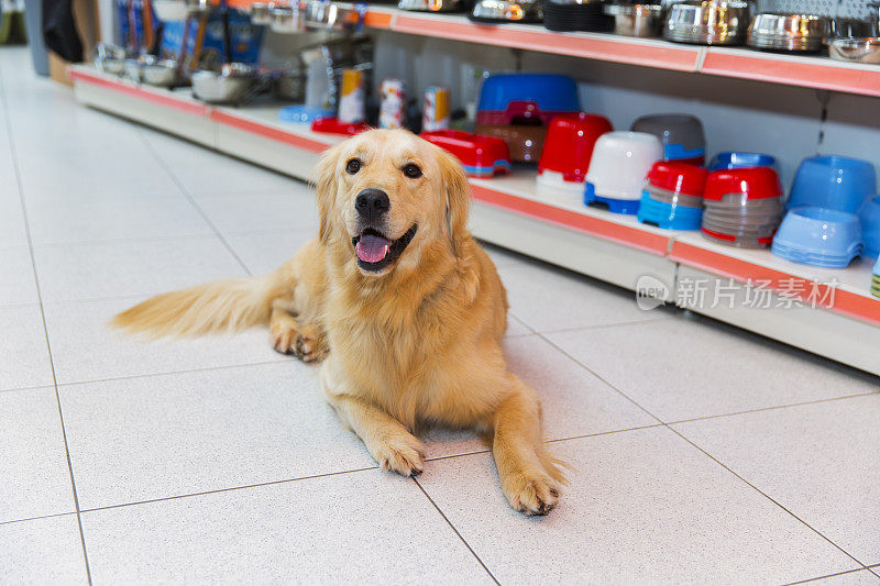 可爱的金毛猎犬在宠物店