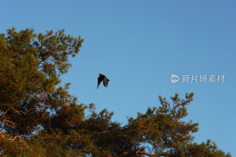 乌鸦飞过一棵松树