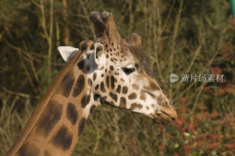 长颈鹿的头