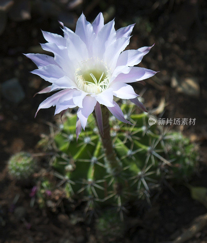 仙人掌花