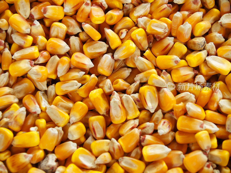 玉米粒背景