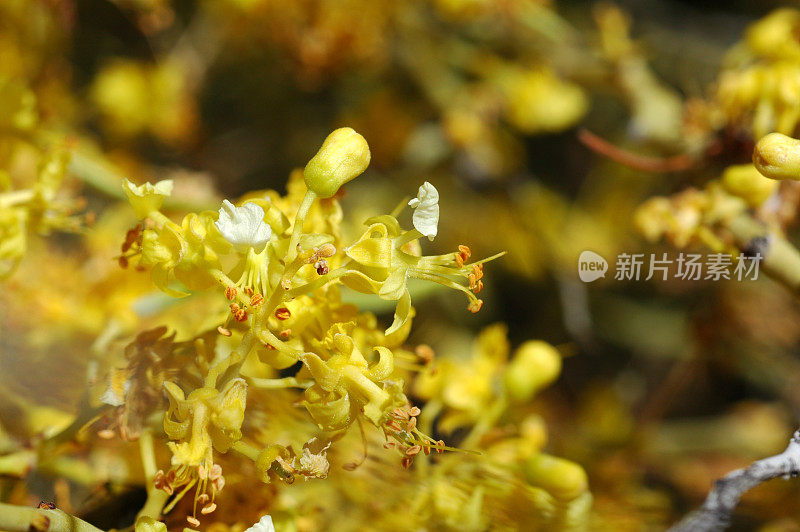 帕洛阿尔德·弗劳尔斯，半岛Cercidium