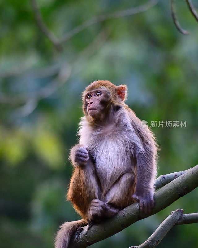 树上坐着一只猴子