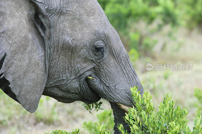 野生非洲象吃小树的特写