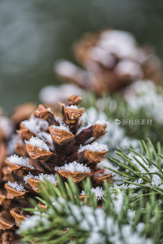 松果和常青的树枝上覆盖着雪