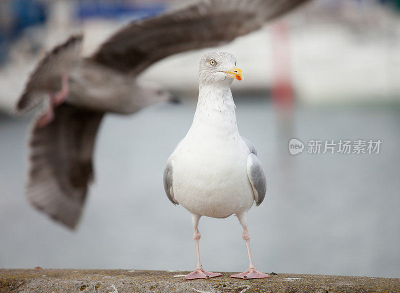 赫林海鸥