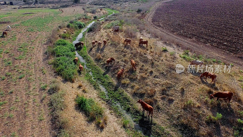 一群吃草的牛。鸟瞰图