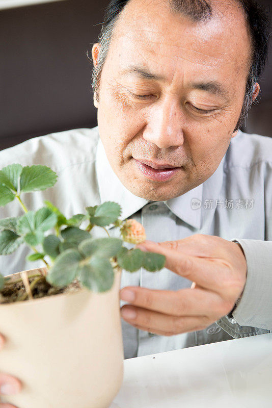 在家种植草莓