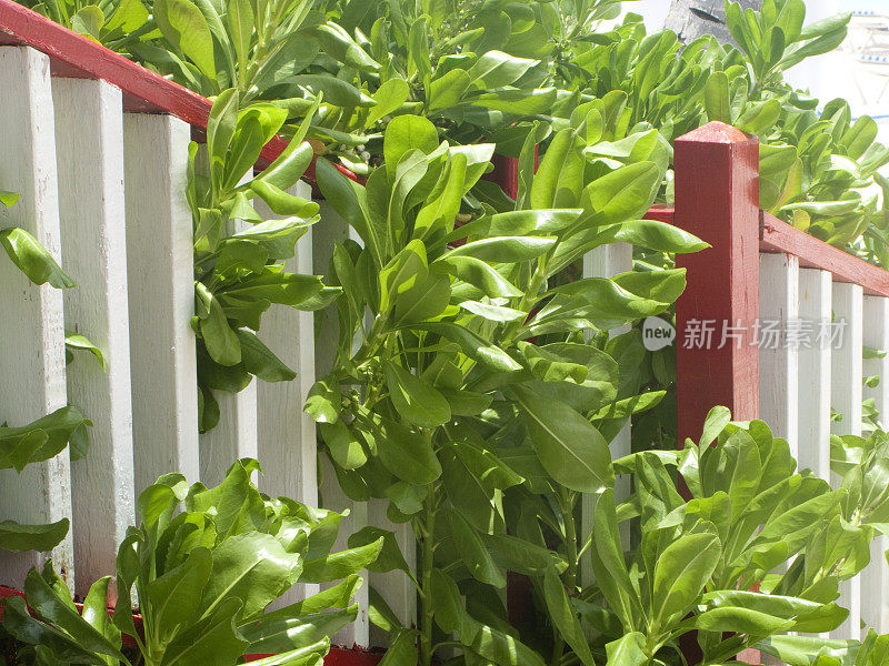 热带绿色植物过度生长的红白楼梯