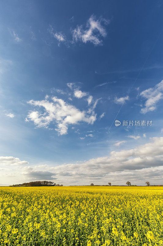 湛蓝的天空下，松软的云朵下，油菜籽的田野一片澄黄