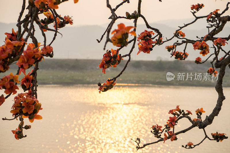 盛开的木棉树或红色丝绸棉花花的树枝，在日落与河流的背景