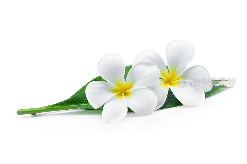 白色鸡蛋花或鸡蛋花(热带花)，绿叶孤立在白色背景上