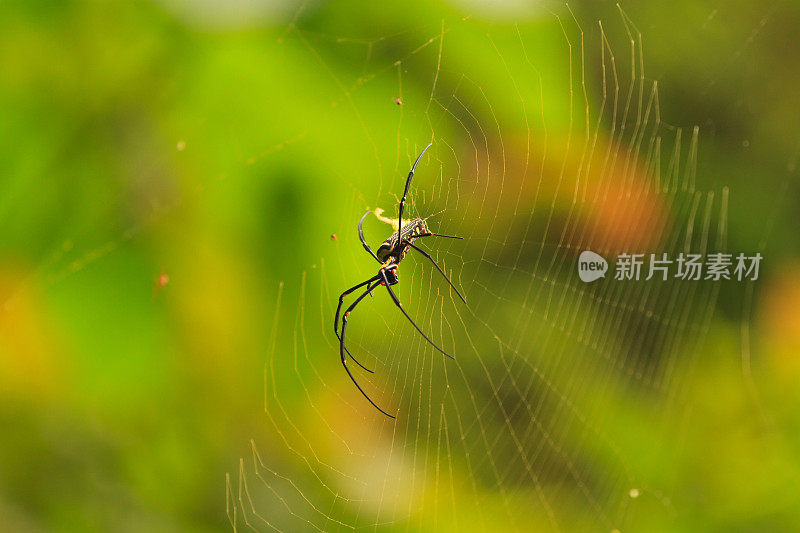 雌性金网蜘蛛