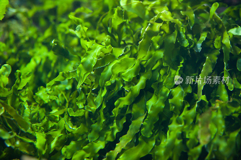 绿色海藻(压缩石莼)。
