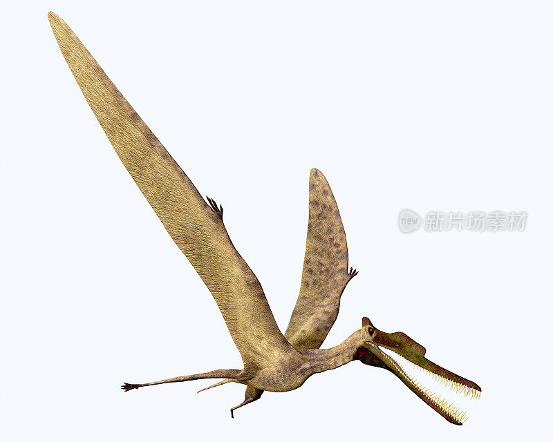 Zhenyuanopterus白色