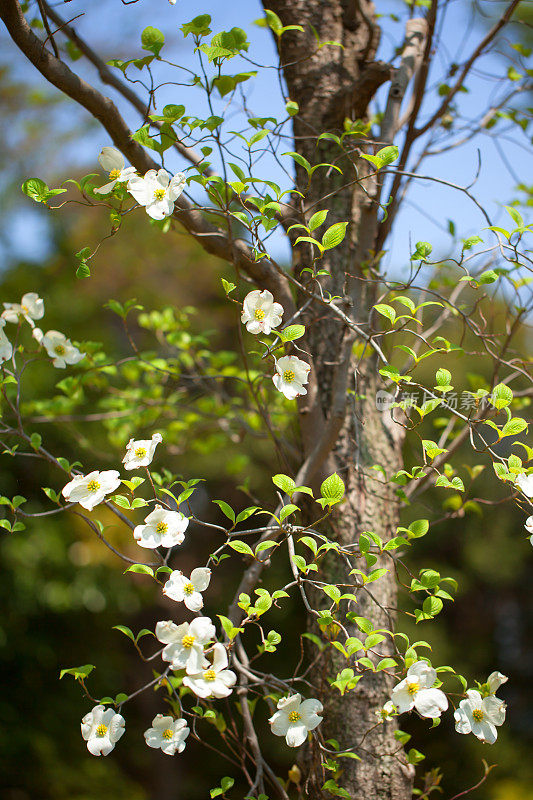 白色开花山茱萸树(山茱萸佛罗里达)，日本