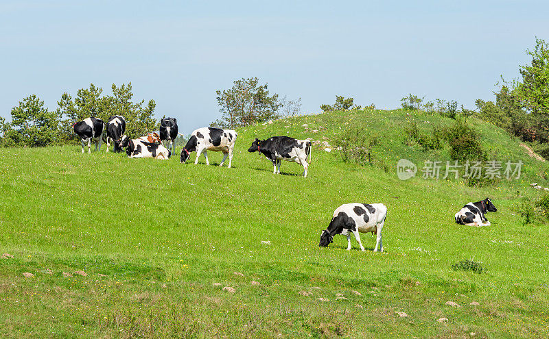 山坡牧场上的奶牛