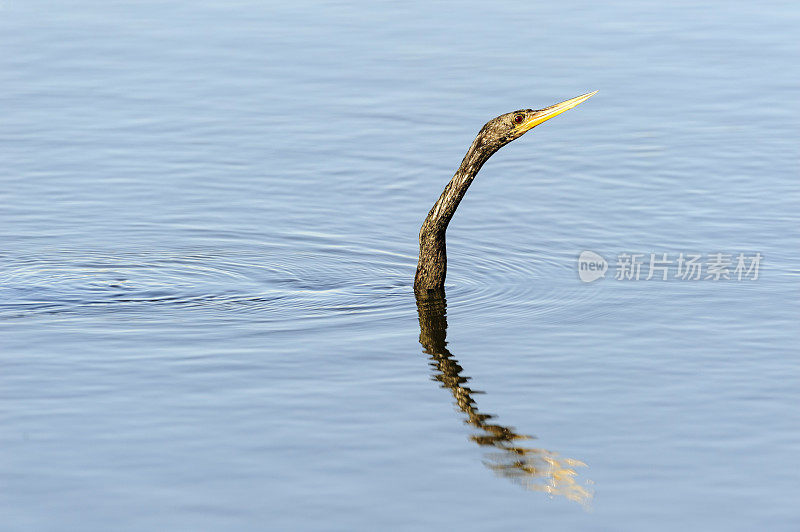 长颈蛇在水中滑行