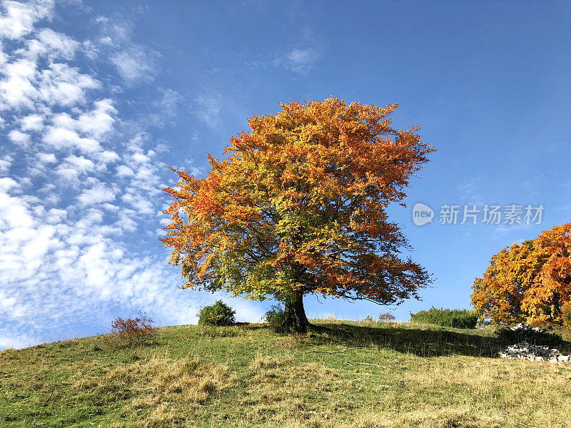 秋天的山毛榉树
