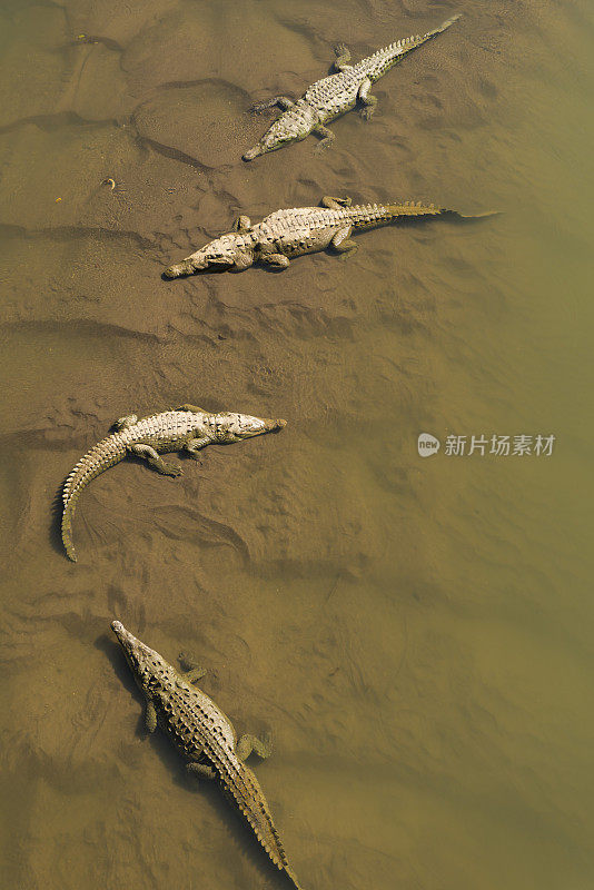 哥斯达黎加Tarcoles河浅水中的鳄鱼