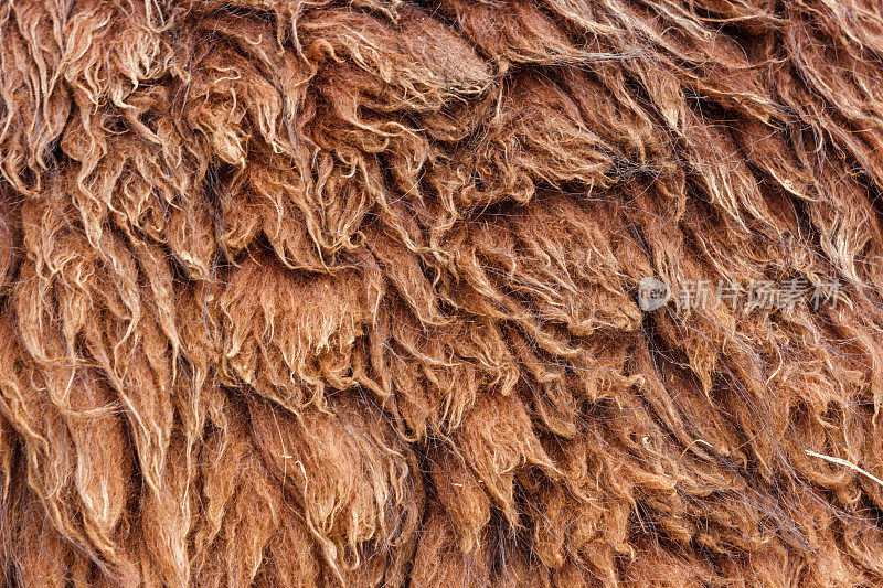 秘鲁库斯科马丘比丘的美洲驼毛
