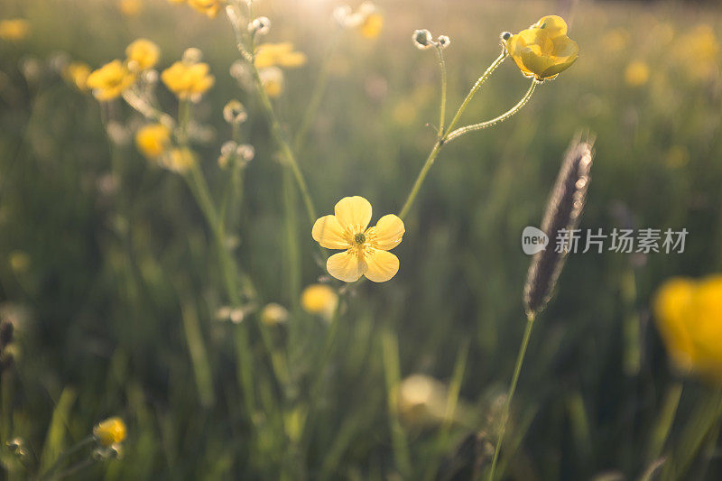 夕阳下草地上的毛茛