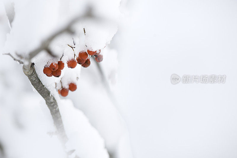 白雪覆盖着红玫瑰果