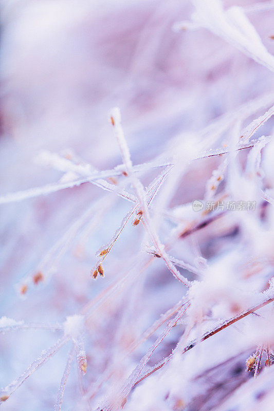 自然抽象背景。被雪和霜覆盖的观赏草