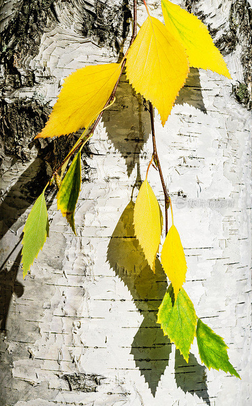 桦树的树枝上长着黄色和绿色的叶子