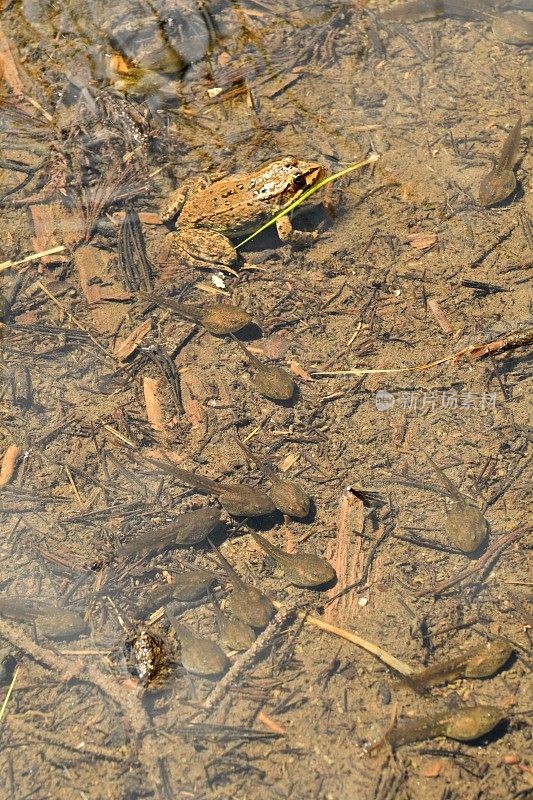 哥伦比亚斑点蛙和蝌蚪