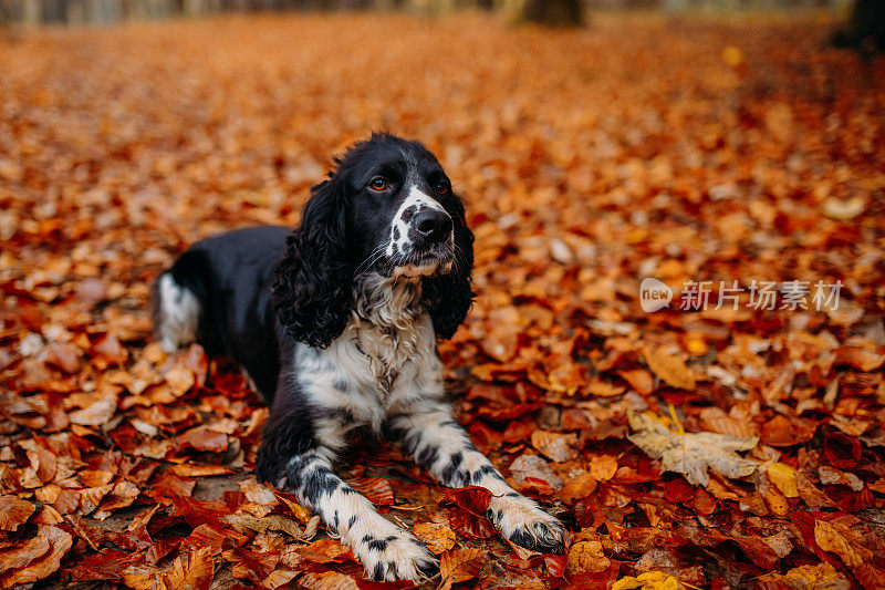 秋叶中黑色和白色的俄罗斯猎犬
