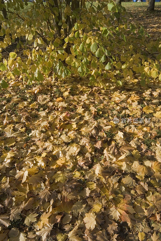 黄澄澄的树叶，秋天的落叶，秋天的风景森林