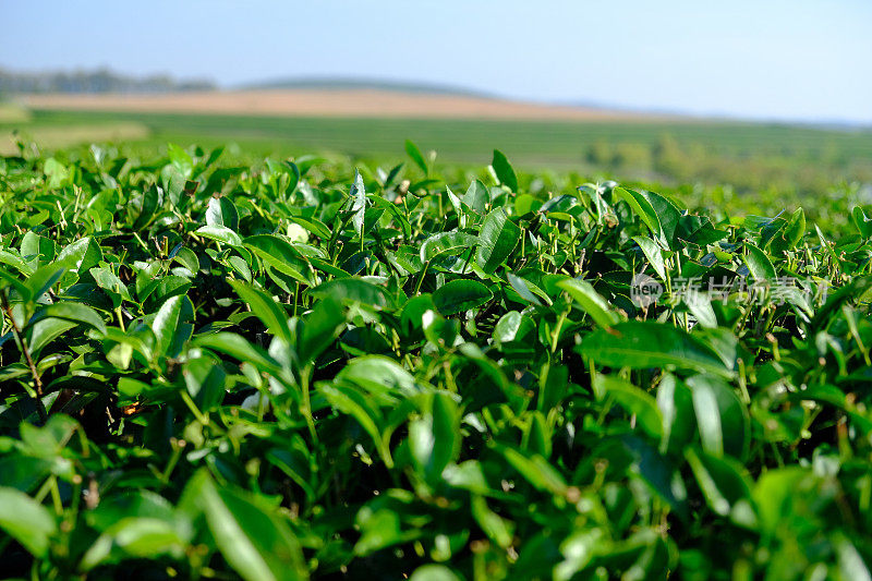 茶叶种植园字段