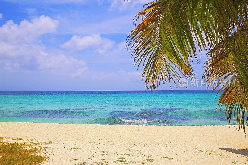 田园诗般的热带绿松石海滩与棕榈树，巴巴多斯-阳光蓝色泻湖，夏天的天堂，加勒比海蓝色的海