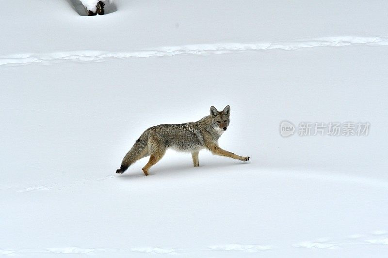 土狼