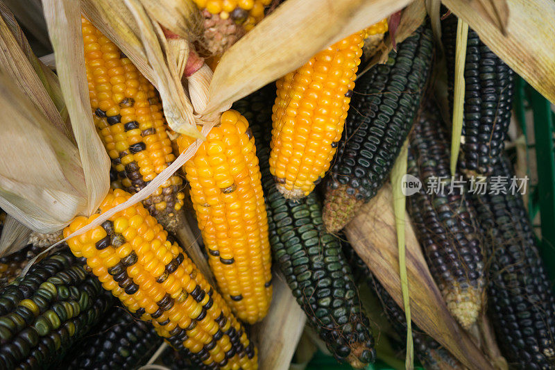为美国的感恩节收获印第安玉米