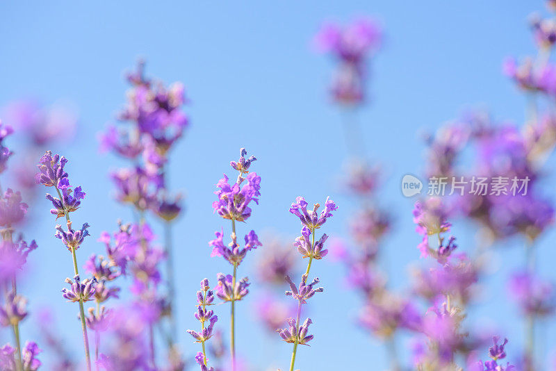 阳光下的薰衣草花