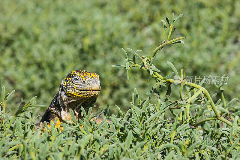 加拉帕戈斯海鬣蜥从低矮的绿色植物中探出头来