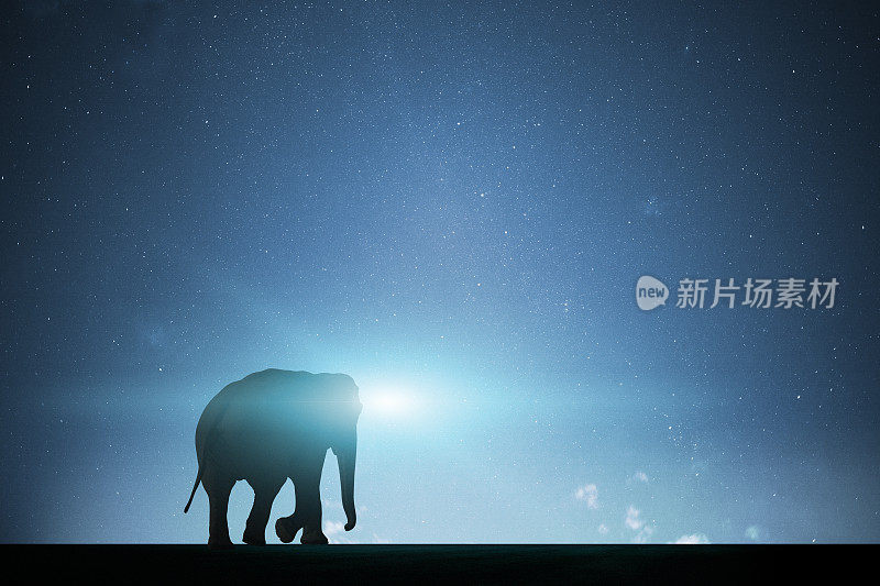 大象的剪影与夜空