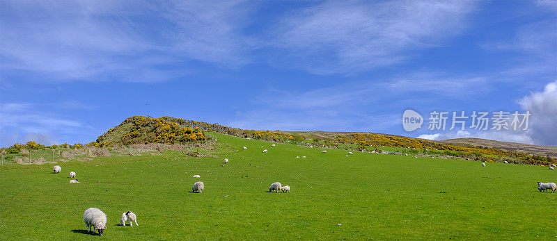 苏格兰阿兰岛上的绵羊和羊羔