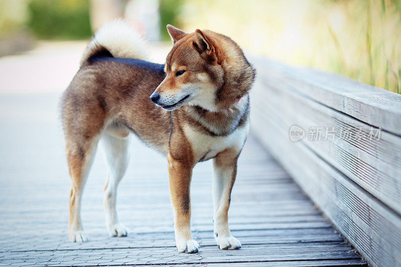 日本柴犬和主人在公园