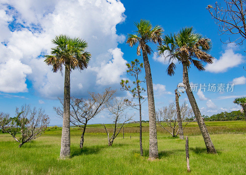 海岸沼泽上的Sabal棕榈树