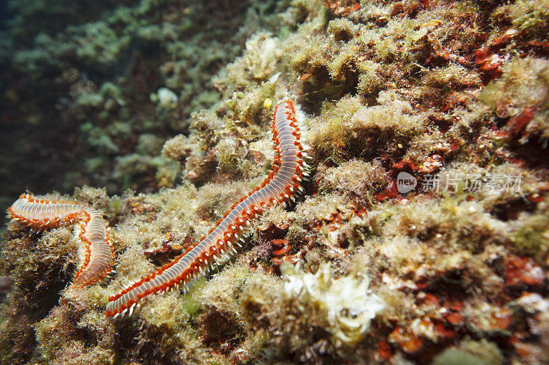 海洋生物群的须火虫性和繁殖水下呼吸器潜水员的观点地中海