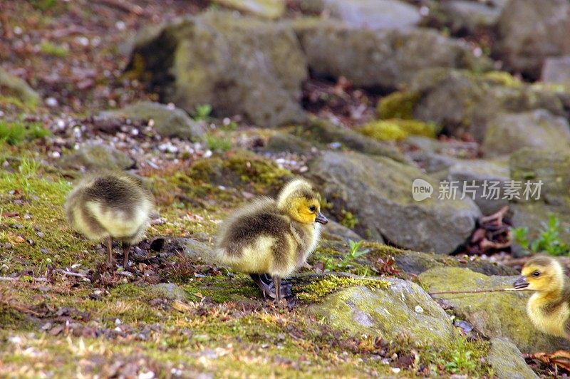 鹅和小鸡