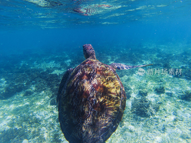浅海中的海龟。海洋世界水下照片。绿海龟海底